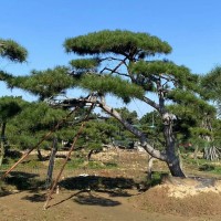 造型景观松 庭院 道路 绿化松树 枝叶茂盛 造型优美景观树